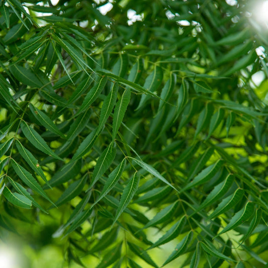 Neem: The Miracle Tree of Ayurveda and Nature’s Green Healer