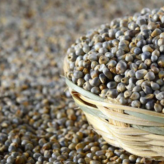 Pearl Millet : The Nutritious Superfood