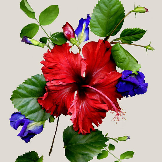 The Ultimate Wellness Brew: How Our Ayurvedic Red Tea Transforms Your Health