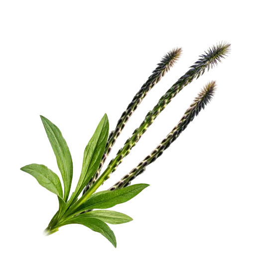 Apamarg