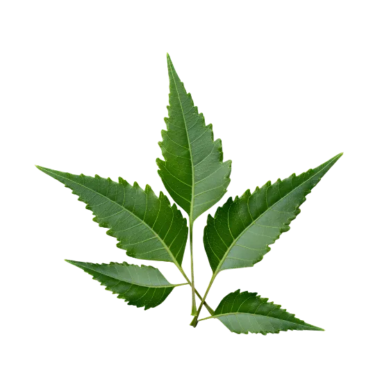 Neem 