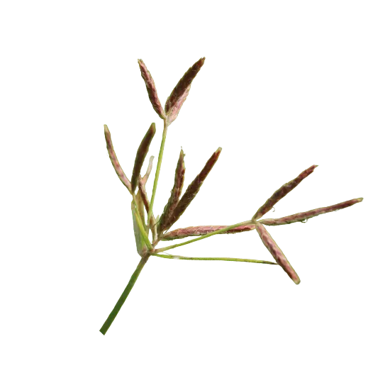 Nut Grass