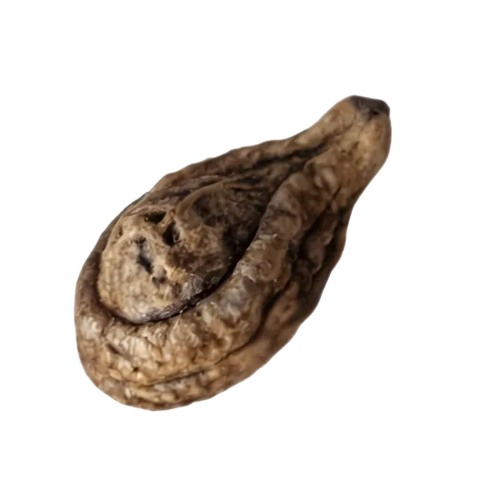 Shivlingi