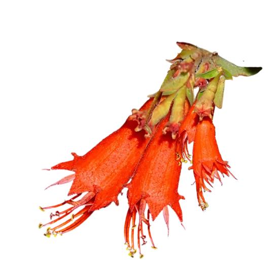 Dhavi Phool