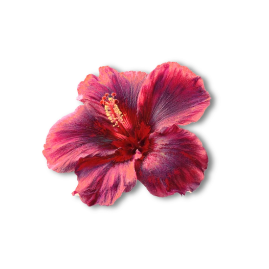 Hibiscus